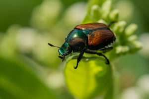 Battling the Japanese Beetles