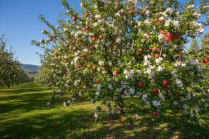 Apple Tree Pests and Diseases