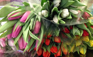   VANCO TULIP BUNCHES AVAILABLE FOR EASTER! 