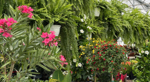   ANNUALS & TROPICALS ARE IN! 