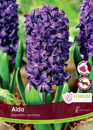 Hyacinth 'Aida'