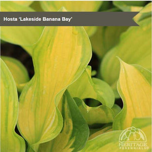 Hosta 'Lakeside Banana Bay'