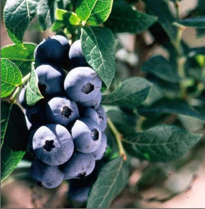 Blueberry 'Chippewa' - Organic