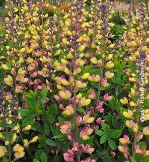 Baptisia Decadence® Deluxe 'Pink Lemonade'