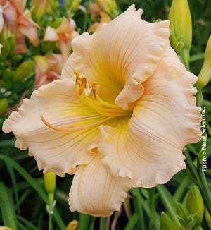 Daylily 'Barbara Mitchell'