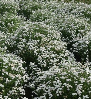 Achillea 'Peter Cottontail'