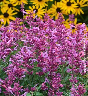 Agastache 'Rosie Posie'