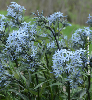 Amsonia 'Storm Cloud'