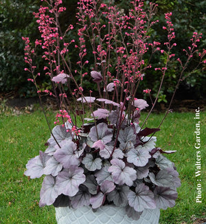 Heuchera Dolce® 'Silver Gumdrop'