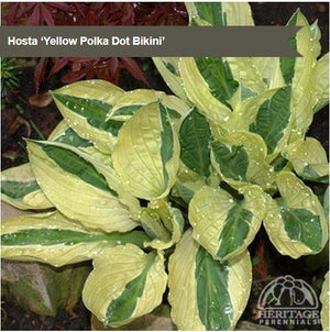 Hosta 'Yellow Polka Dot Bikini'