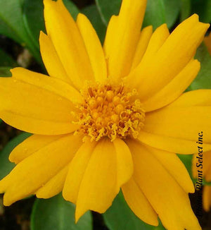 Coreopsis auriculata 'Nana'