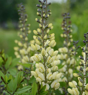 Baptisia Decadence® 'Vanilla Cream'