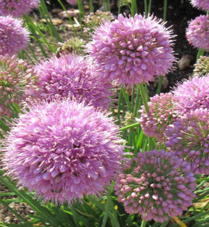 Allium 'Pink Planet'