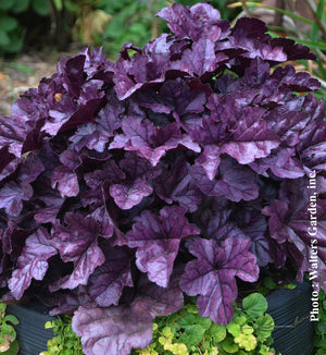Heuchera Dolce® 'Wildberry'