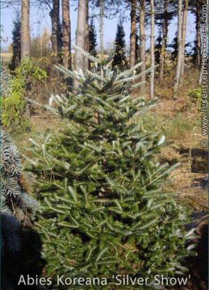 Abies koreana 'Silver Show'