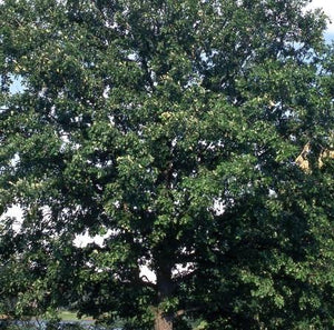 Quercus macrocarpa
