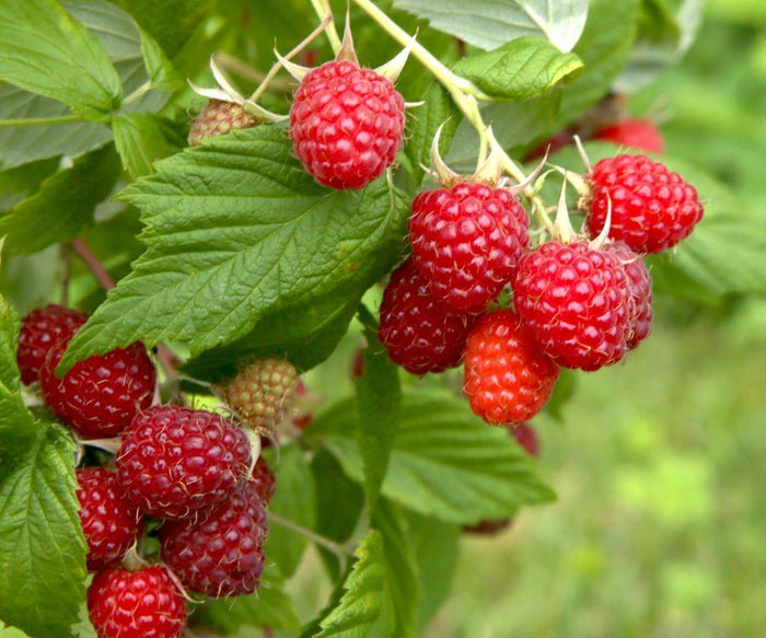 Raspberry 'Prelude' (Red) - Organic
