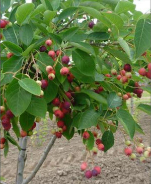 Amelanchier canadensis