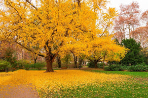 Ginkgo biloba