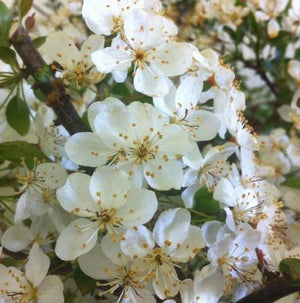Malus sargentii 'Tina'