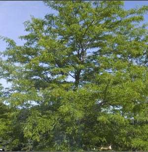 Gleditsia triacanthos 'Shademaster'