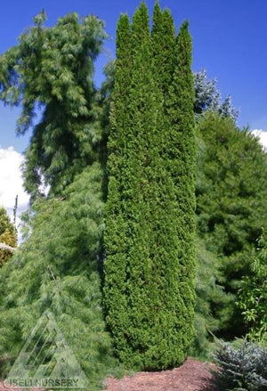 Thuja occidentalis 'Degroot's Spire'