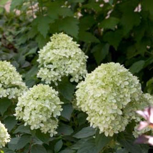 Hydrangea paniculata 'Little Lime®'