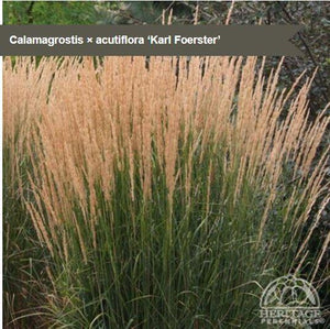 Calamagrostis 'Karl Foerster'