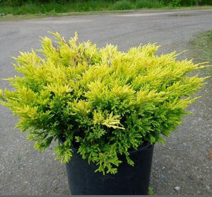 Juniperus Limeglow
