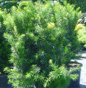 Taxus x media 'Hicksii'