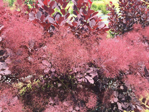 Cotinus coggygria 'Winecraft Black®'