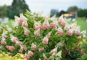 Hydrangea paniculata 'Pinky Winky®'