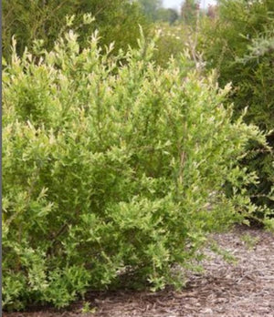 Salix integra 'Hakuro Nishiki' (Dappled)
