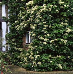 Hydrangea anomala 'Petiolaris'
