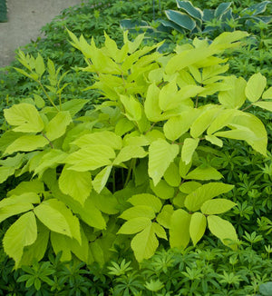 Aralia 'Sun King'