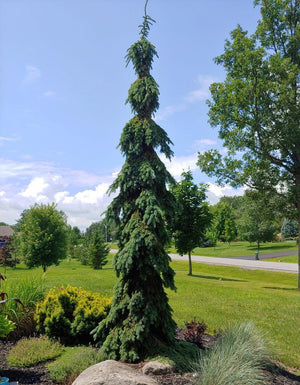 Picea glauca 'Pendula'