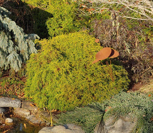 Chamaeyparis pisifera 'Filifera Nana'
