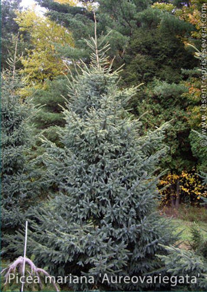 Picea mariana 'Aureovariegata'