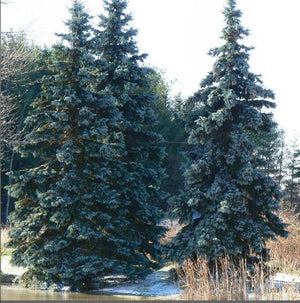 Picea pungens 'Hoopsii'