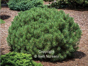 Pinus mugo 'Mops'