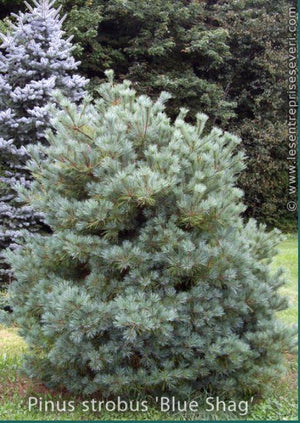 Pinus strobus 'Blue Shag'