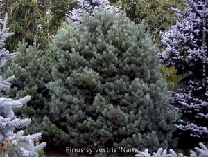 Pinus sylvestris 'Glauca Nana'