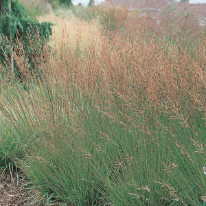 Molinia 'Moorhexe'