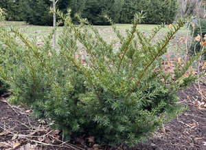 Taxus x media 'Densiformis'