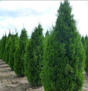 Thuja occidentalis 'Emerald' (Smaragd)