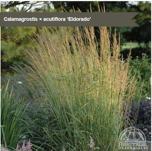 Calamagrostis 'Eldorado'