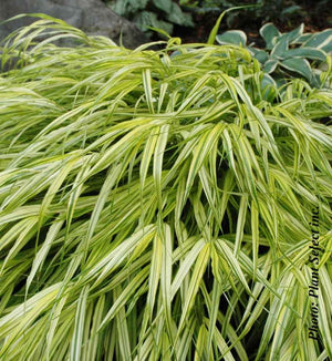 Hakonechloa macra 'Aureola'