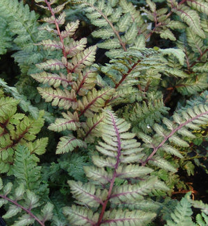 Athyrium 'Pictum Regal Red'