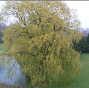 Salix alba 'Tristis'