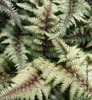 Athyrium niponicum 'Pictum'